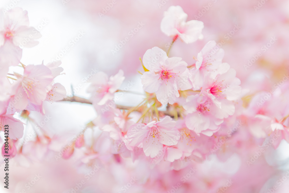 青空と満開の桜