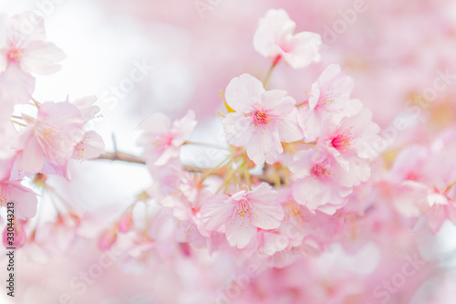 Fototapeta Naklejka Na Ścianę i Meble -  青空と満開の桜