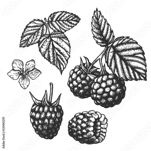 Vector ink set with raspberry