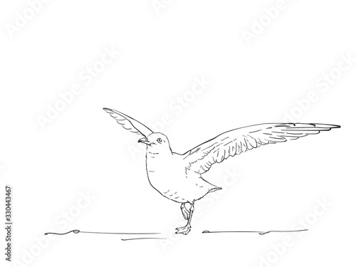 Sketch of seagull is spread wings to fly, Vector hand drawn illustration