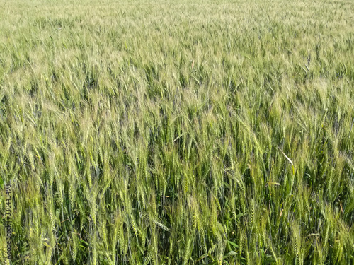 green and Ready wheat crop