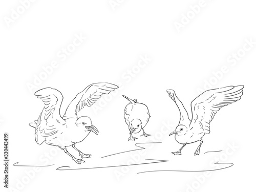 Sketch of angry seagulls, Vector hand drawn illustration