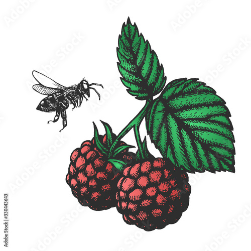Vector illustration with raspberry and bee
