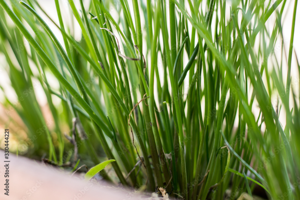 Naklejka premium potted chives, new vegetation in March
