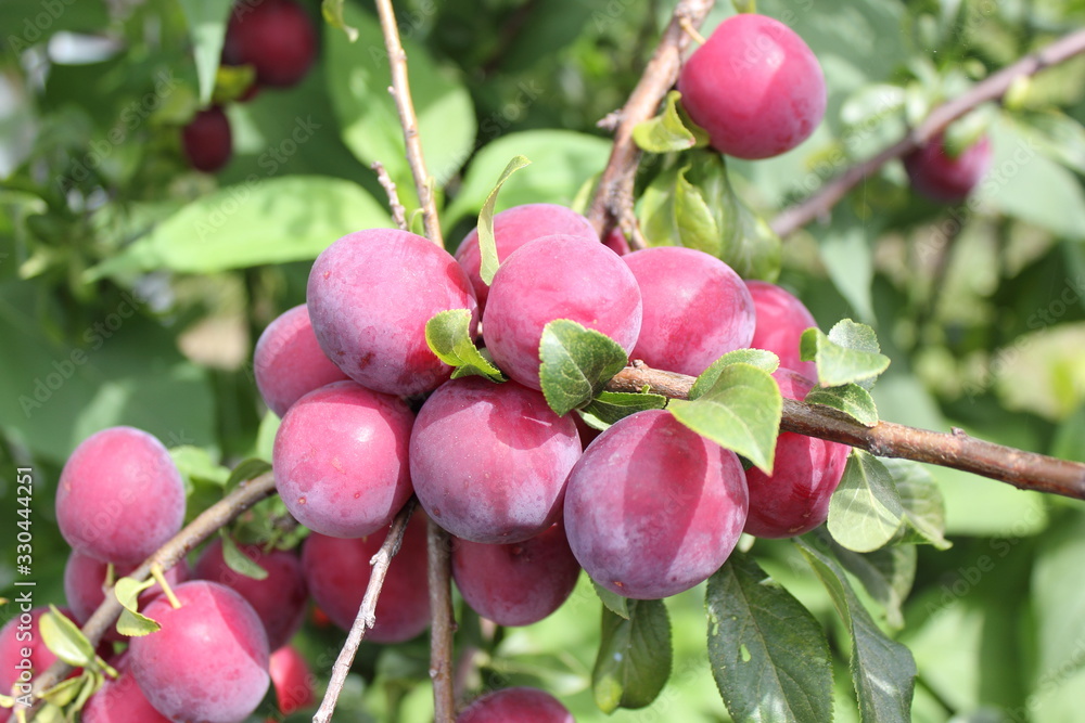 Red plums on tree Red plums on tree
