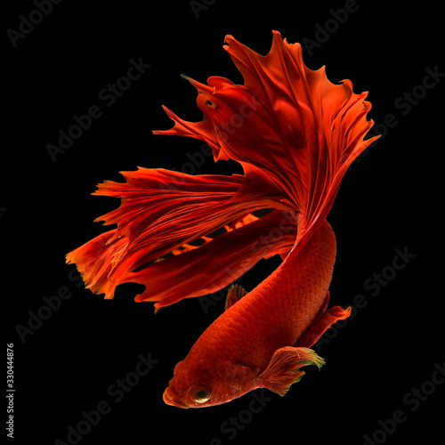 Obraz na płótnie Red Siamese fighting fish