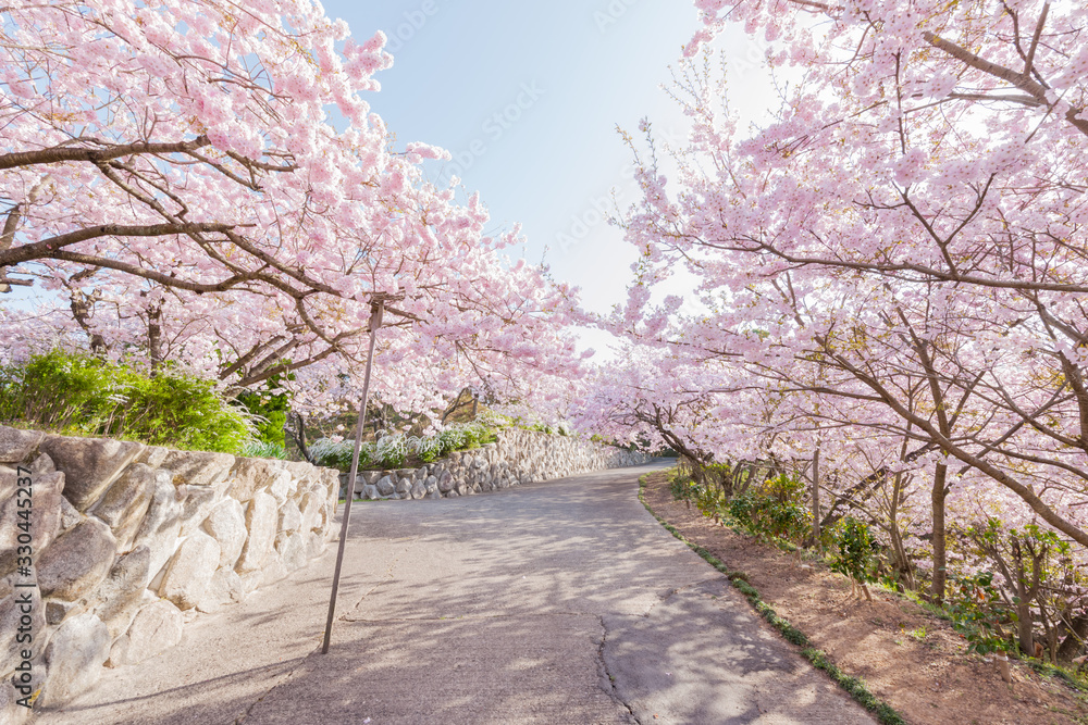 花見の季節