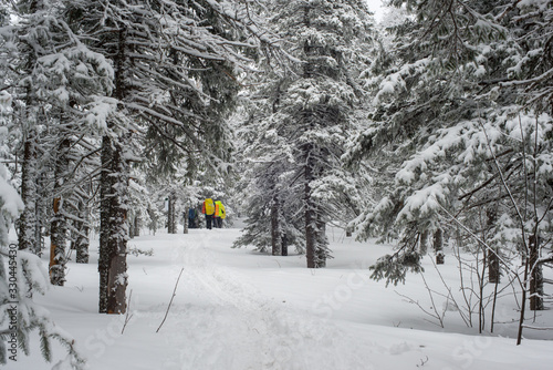 Snow-covered, coniferous, white forest, after a night of snowfall and tourists walking with huge backpacks along the path winding among the firs