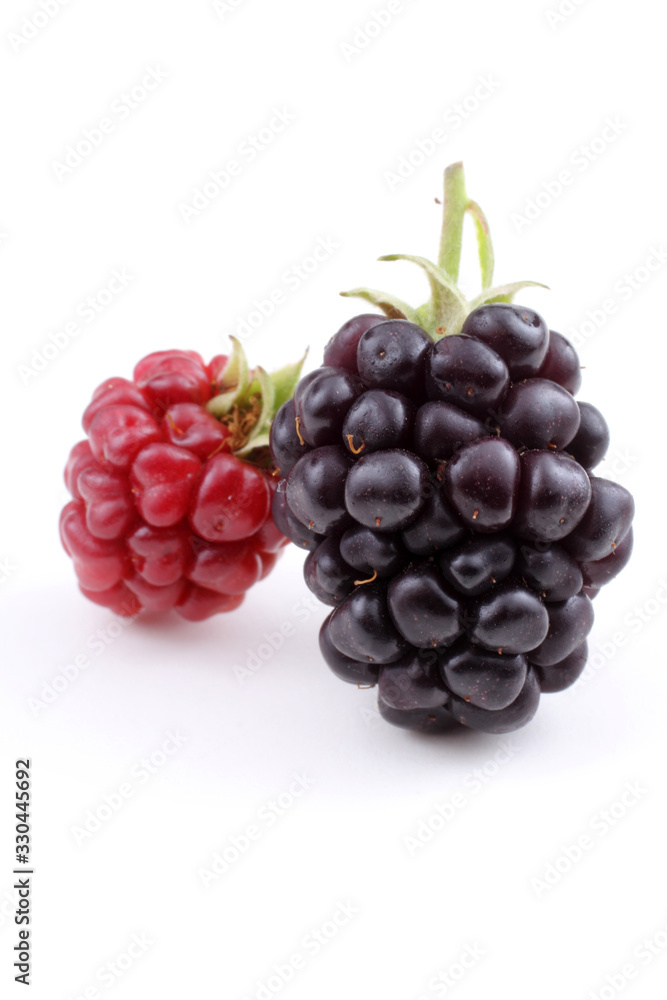 Ripe and unripe blackberries Ripe and unripe blackberries