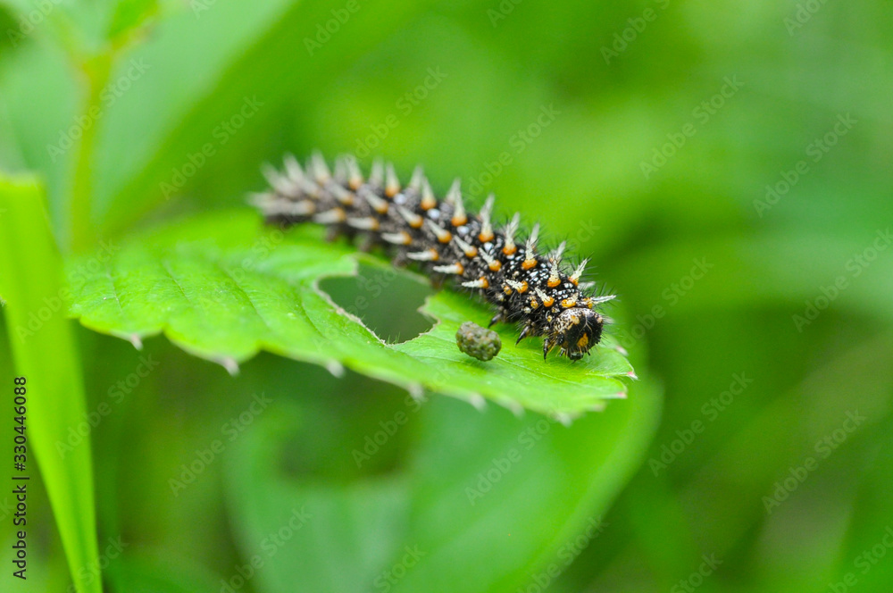 The big caterpillar on a leaf. Caterpillars eating the leaves