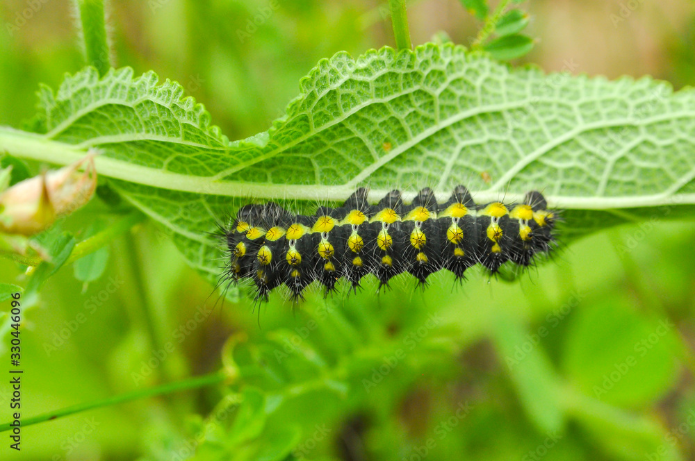 The big caterpillar on a leaf. Caterpillars eating the leaves The big caterpillar on a leaf. Caterpillars eating the leaves