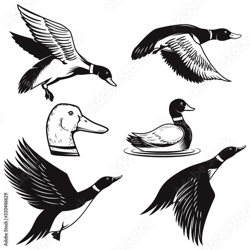 Set of illustrations of wild duck. Duck in flight, duck swimming on water. Design element for logo, label, sign, poster, card, banner. Vector illustration