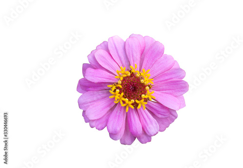 Flowers are separate on a white background. There are red, pink, yellow, purple, and white  zinnia flowers. © seesulaijular