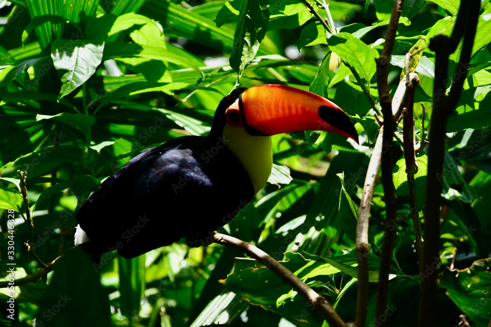 Naklejka premium Tukan