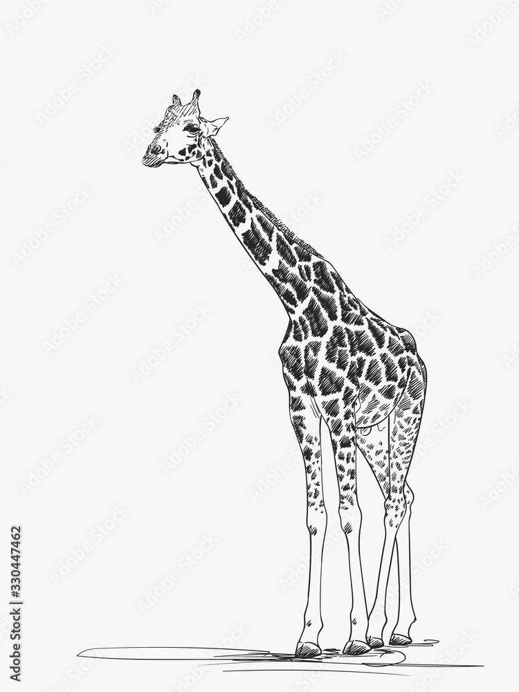 Naklejka premium Giraffe vector sketch, Hand drawn illustration