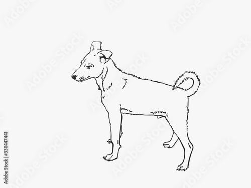 Little dog with twisted tail vector sketch  Hand drawn linear illustration isolated