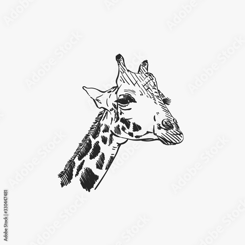Giraffe head isolated vector sketch, Hand drawn illustration