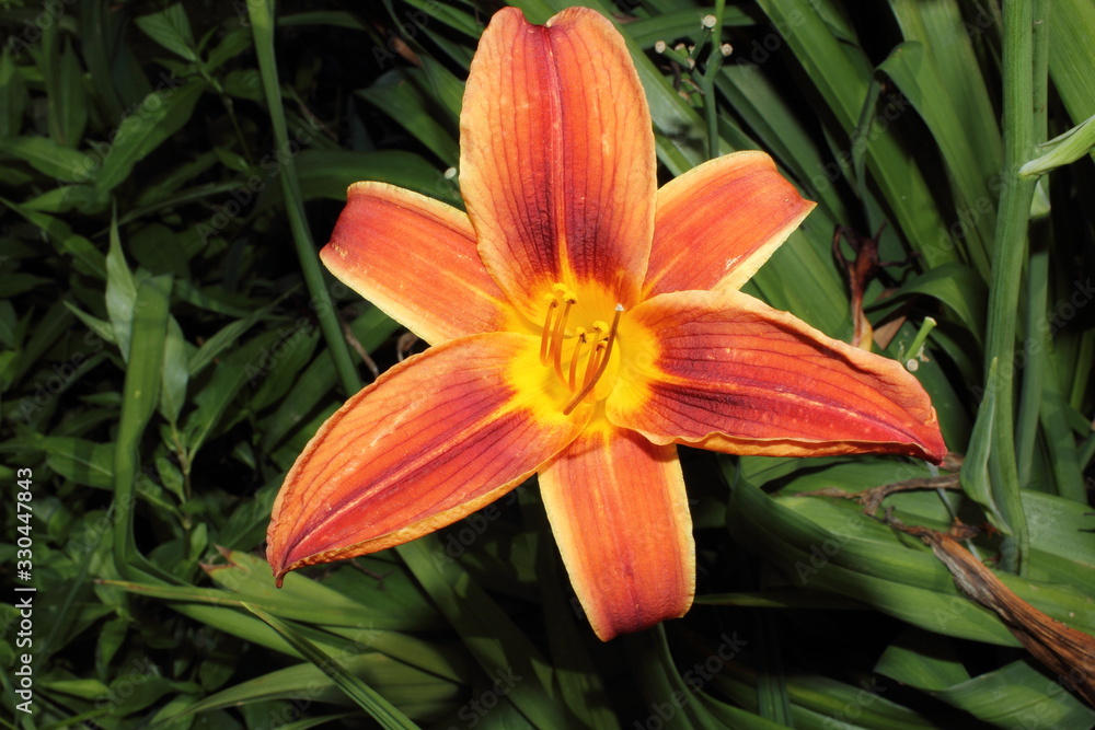 Orange lily Orange lily