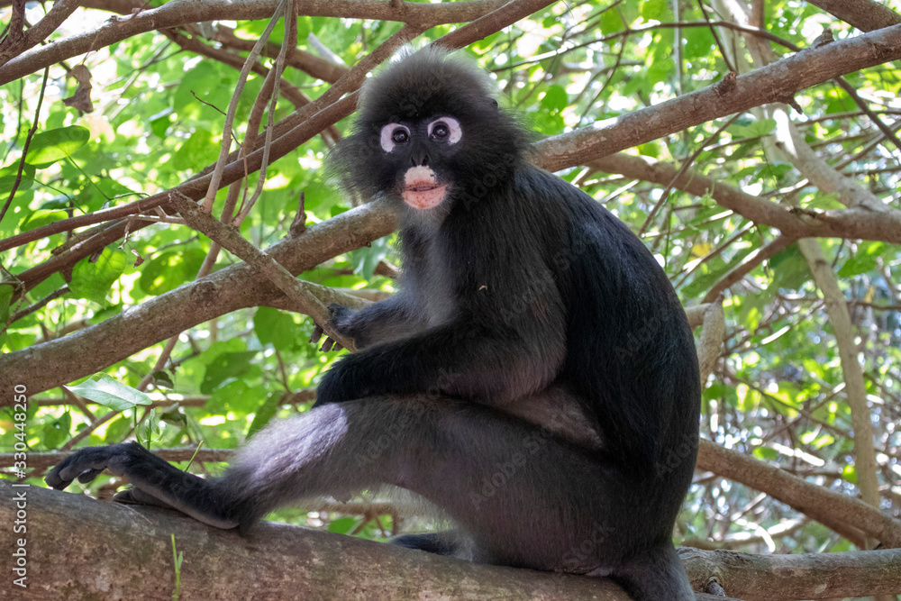 Naklejka premium Dusky Langur Spectacled Langur In the Mu Ko Lanta National Park, Krabi, Thailand