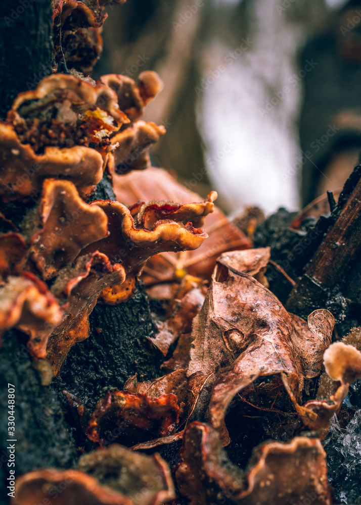 Mushroom Mushroom