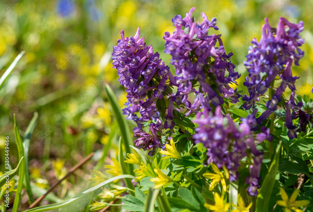 Fototapeta premium flowers of spring fumewort. Corydalis solida