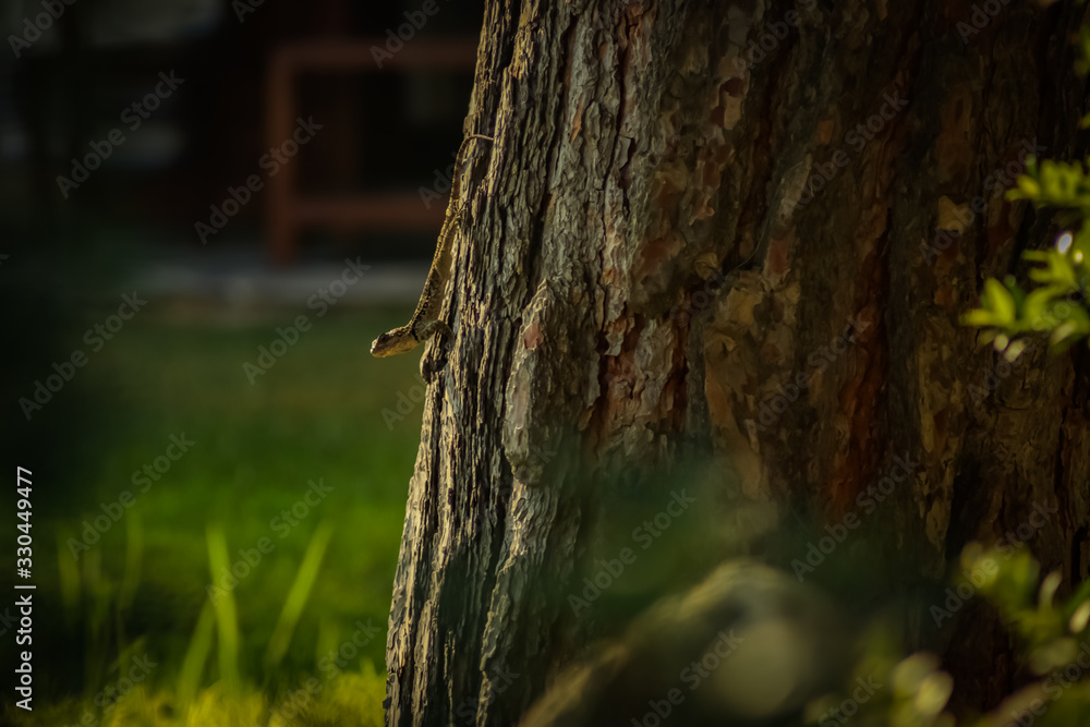 Obraz premium Lizard on the tree