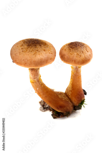 Growing honey agaric mushrooms