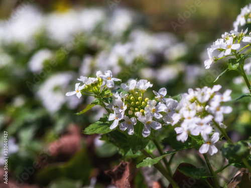 white spring flowers with blurred background