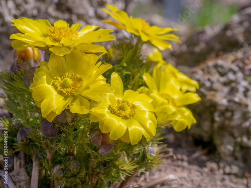 Obraz na plátně Pretty yellow flowers of Far east amur adonis (Adonis ramosa) in japanese early