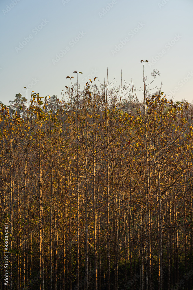 Obraz premium Teak trees in agricultural forest on mountain.