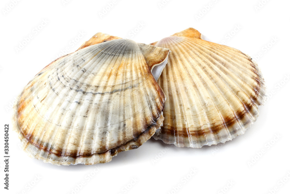 Two scallops Two scallops