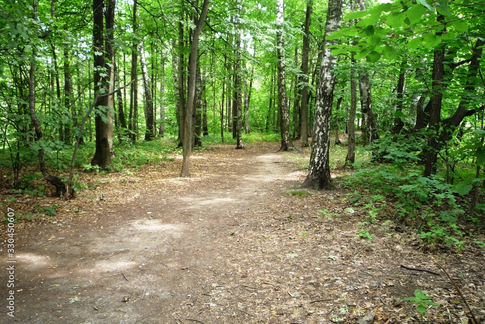 path in the forest path in the forest