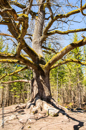 Paavola oak (Paavolan Tammi), old oak tree, Lohja, Finland