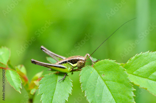 Grasshopper. Little grasshopper in grass