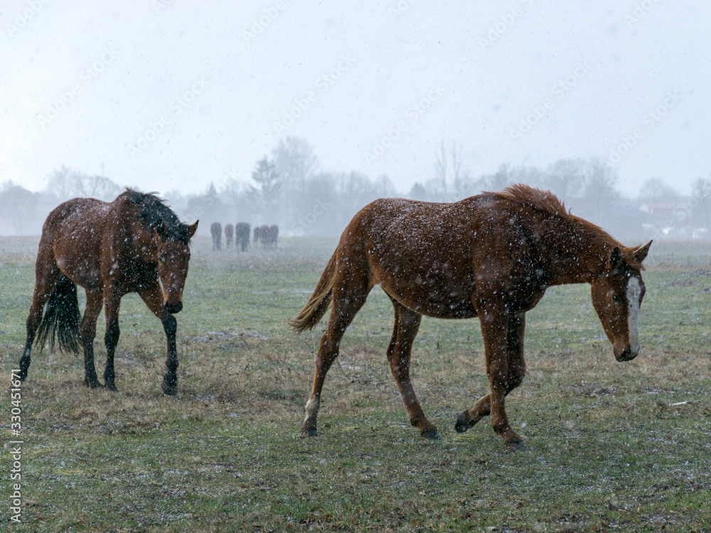 Fototapeta premium blurred landscape with a herd of horses in a snowstorm