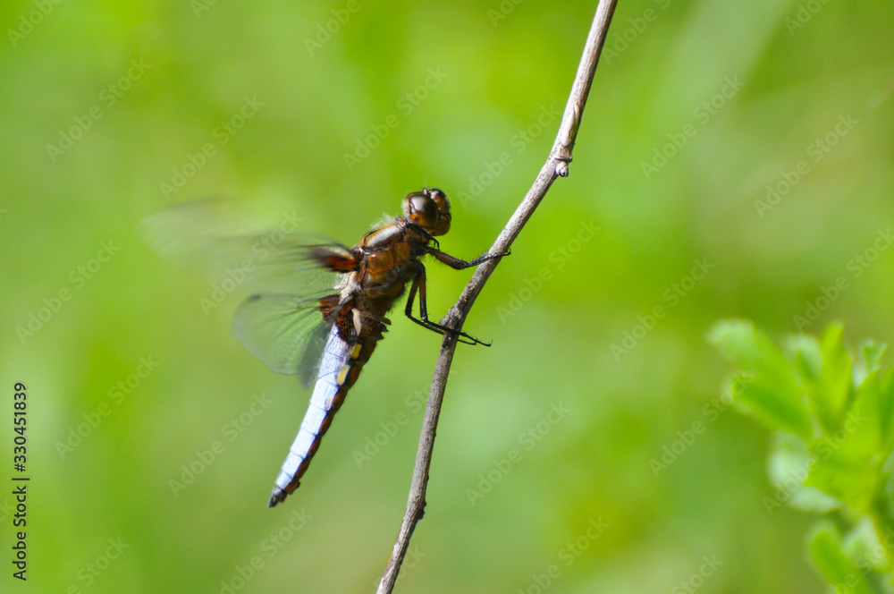 Beautiful dragonfly on plant stem by the river. Close-up photo of a Dragonfly Beautiful dragonfly on plant stem by the river. Close-up photo of a Dragonfly
