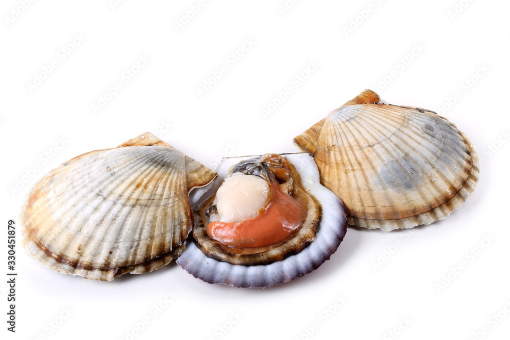 Scallops and opened scallop Scallops and opened scallop