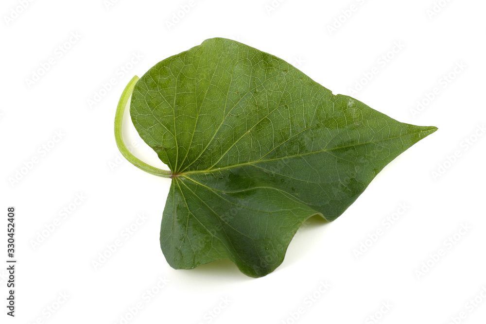 Sweet potato leaf Sweet potato leaf