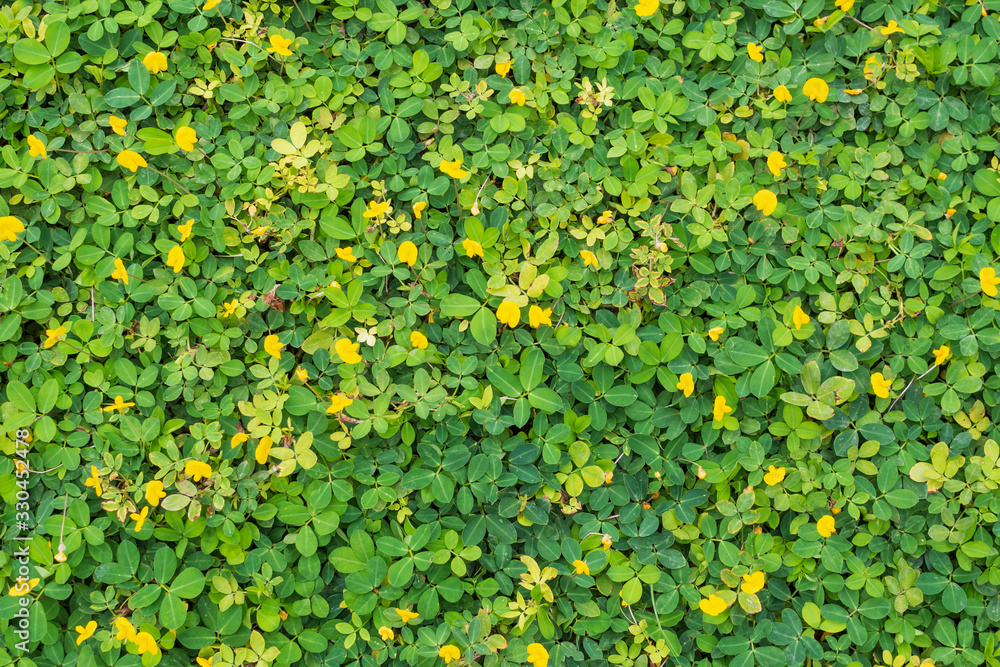 Pinto Peanut or Arachis pintoi with green leaves and yellow flower in the garden field top view