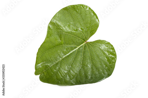 Sweet potato leaf