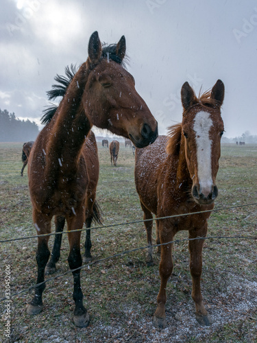 portraits of horses in a snowstorm