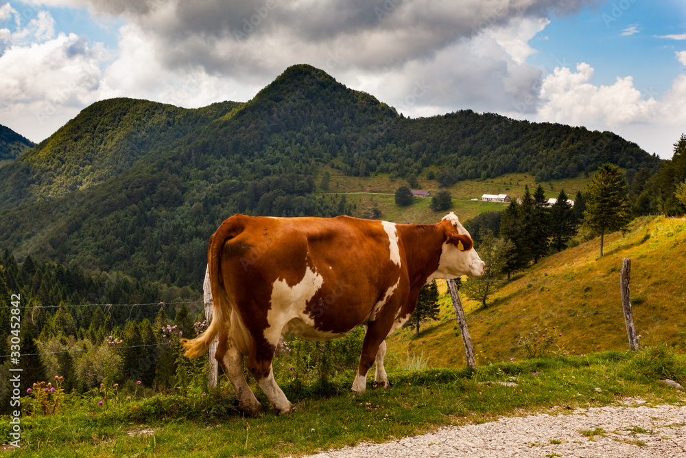 Cow grazing after the transhumance, Slovenia Cow grazing after the transhumance, Slovenia