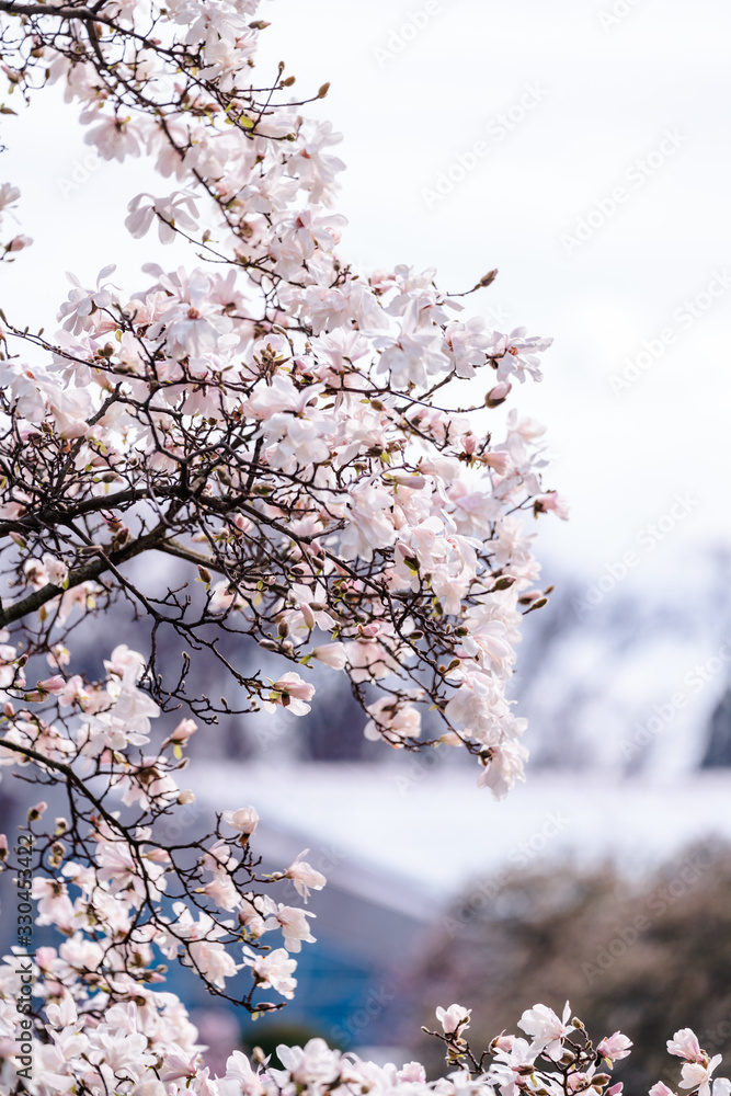 Fototapeta premium Weiße Magnolie