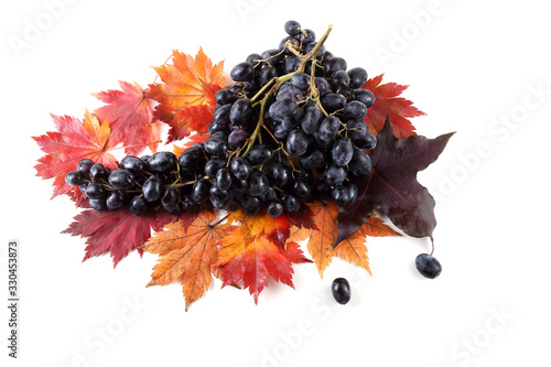 Black grape on autumn maple leaves