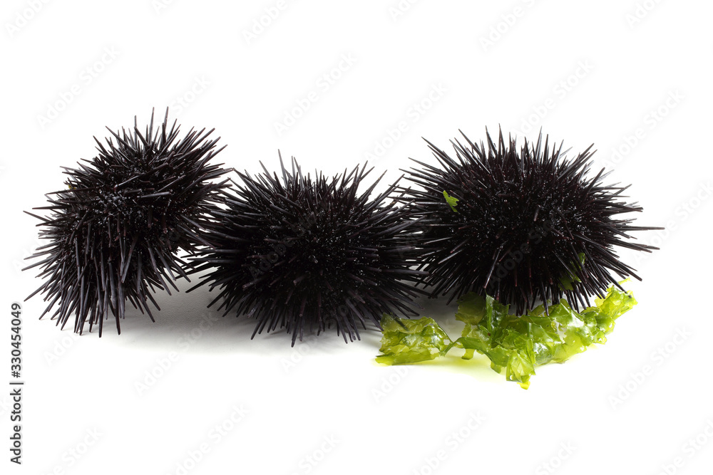 Black sea urchins and alga Black sea urchins and alga