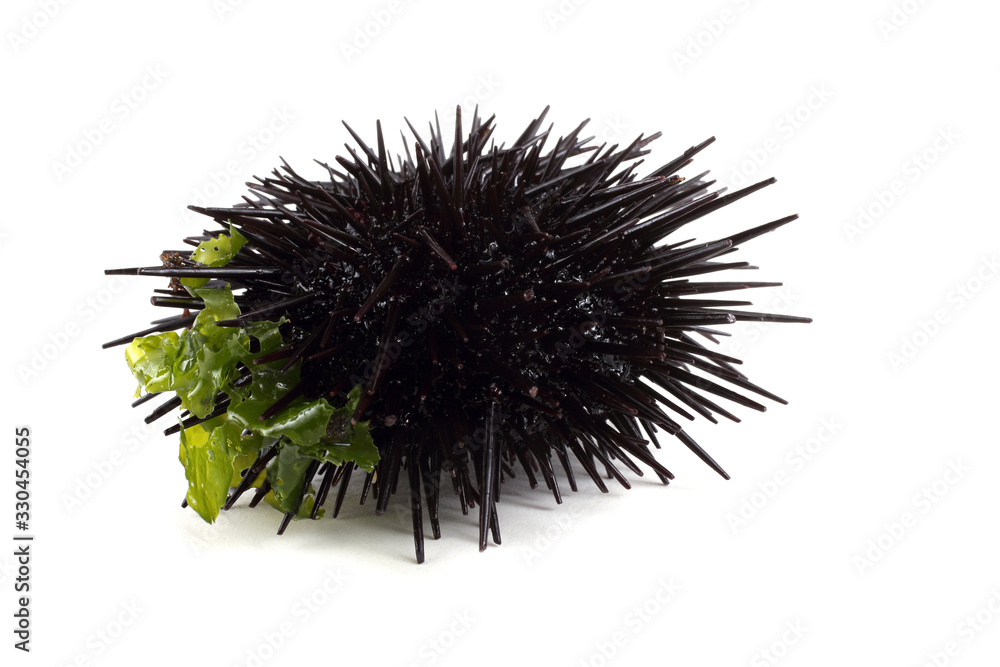 Black sea urchin and alga Black sea urchin and alga