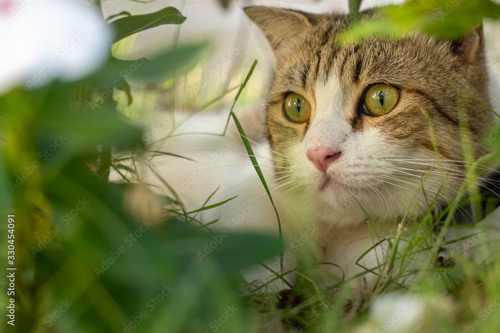 Close up of munchkin cat's face hiding in the green garden Close up of munchkin cat's face hiding in the green garden