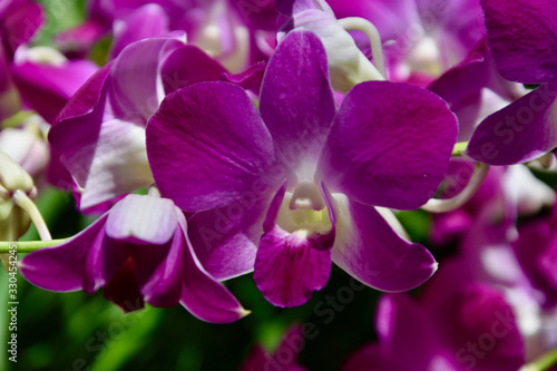Bl  te einer Orchidee