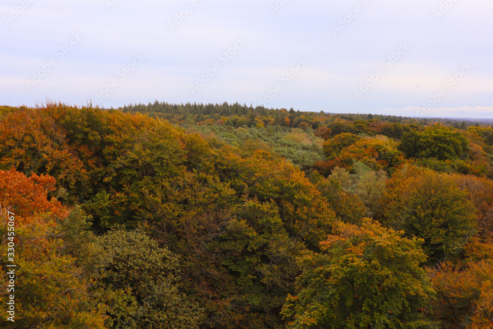 Panoramic scenic view of dutch forrest in autumn fall. 