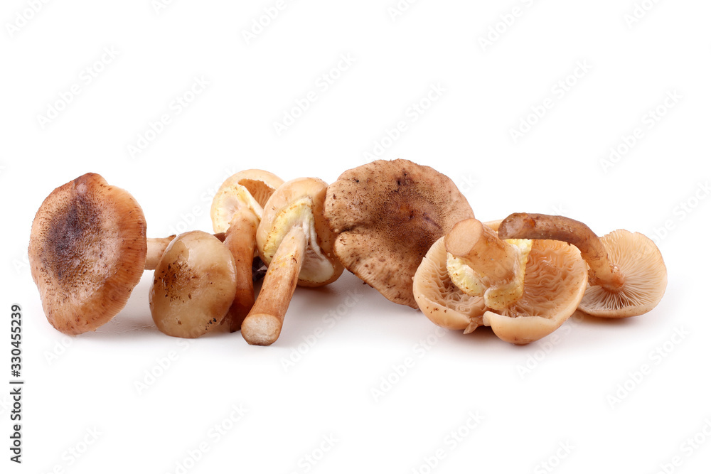 Honey agaric mushrooms Honey agaric mushrooms